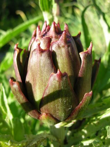 Billede af blomst